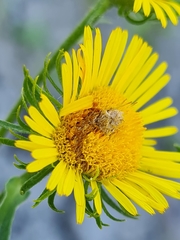 Acinia biflexa