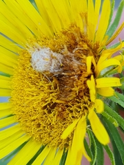 Acinia biflexa
