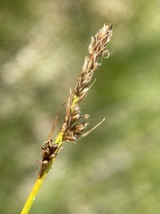 Carex simpliciuscula
