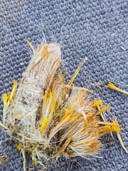 Acinia biflexa