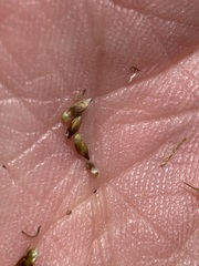 Carex simpliciuscula