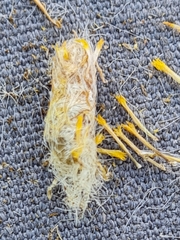 Acinia biflexa