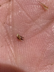 Carex simpliciuscula