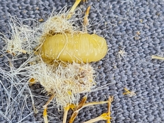 Acinia biflexa