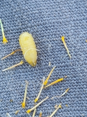 Acinia biflexa