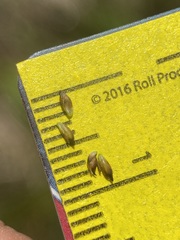 Carex simpliciuscula