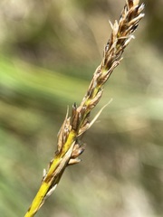 Carex simpliciuscula