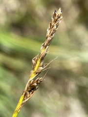 Carex simpliciuscula