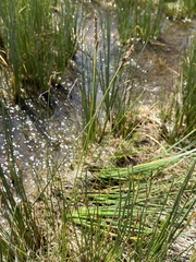 Carex simpliciuscula