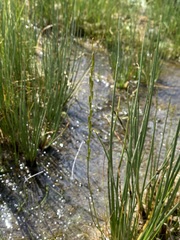 Triglochin palustris