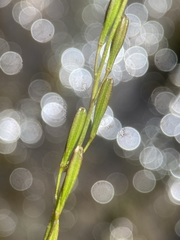 Triglochin palustris