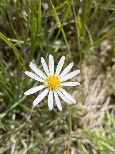 Image of Almutaster pauciflorus by (c) Matt Berger, some rights reserved (CC BY)