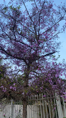 Physocalymma scaberrimum