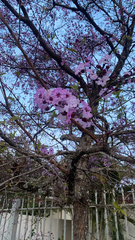 Physocalymma scaberrimum