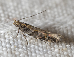 Aristotelia rubidella