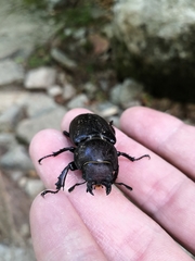Lucanus tetraodon