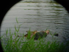 Chelydra acutirostris