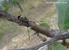 Trachyderes elegans