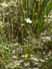 Primula egaliksensis