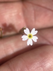 Primula egaliksensis