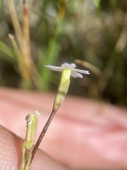 Primula egaliksensis