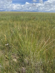 Carex simpliciuscula