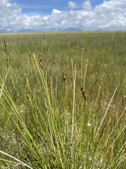 Carex simpliciuscula
