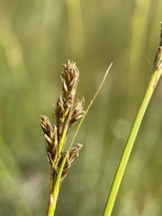 Carex simpliciuscula