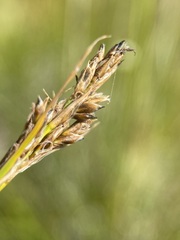 Carex simpliciuscula