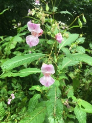 Impatiens glandulifera