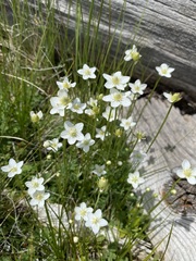 Parnassia parviflora