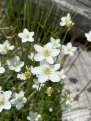 Parnassia parviflora