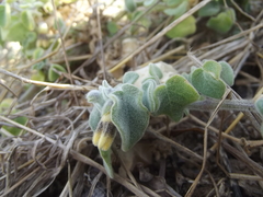 Physalis vestita