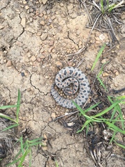 Sistrurus miliarius streckeri