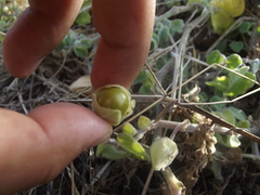 Physalis vestita