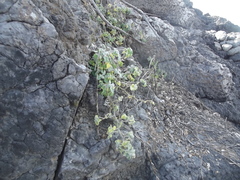 Physalis vestita