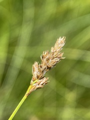 Carex simulata