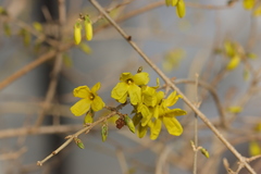 Forsythia koreana