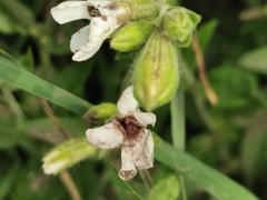 Microbotryum lychnidis-dioicae