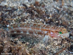 Gobius gasteveni