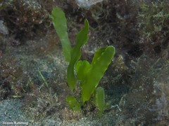 Caulerpa prolifera