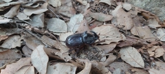 Oryctes nasicornis ameliae