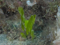 Caulerpa prolifera