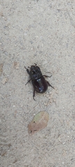 Oryctes nasicornis ameliae