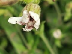 Microbotryum lychnidis-dioicae