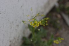 Draba nemorosa