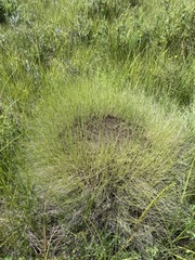 Muhlenbergia filiformis