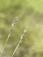 Muhlenbergia filiformis