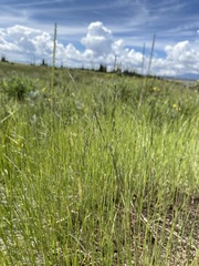 Muhlenbergia filiformis