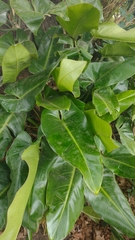 Philodendron sagittifolium